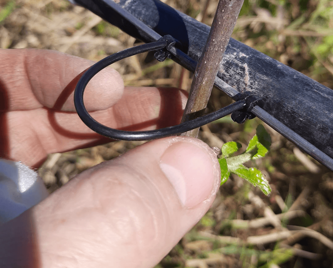 Attaches  arbres fruitiers L10 cm (2000 pièces)مثبتات الأشجار المثمرة طول 10سم ( 2000حبة) 2