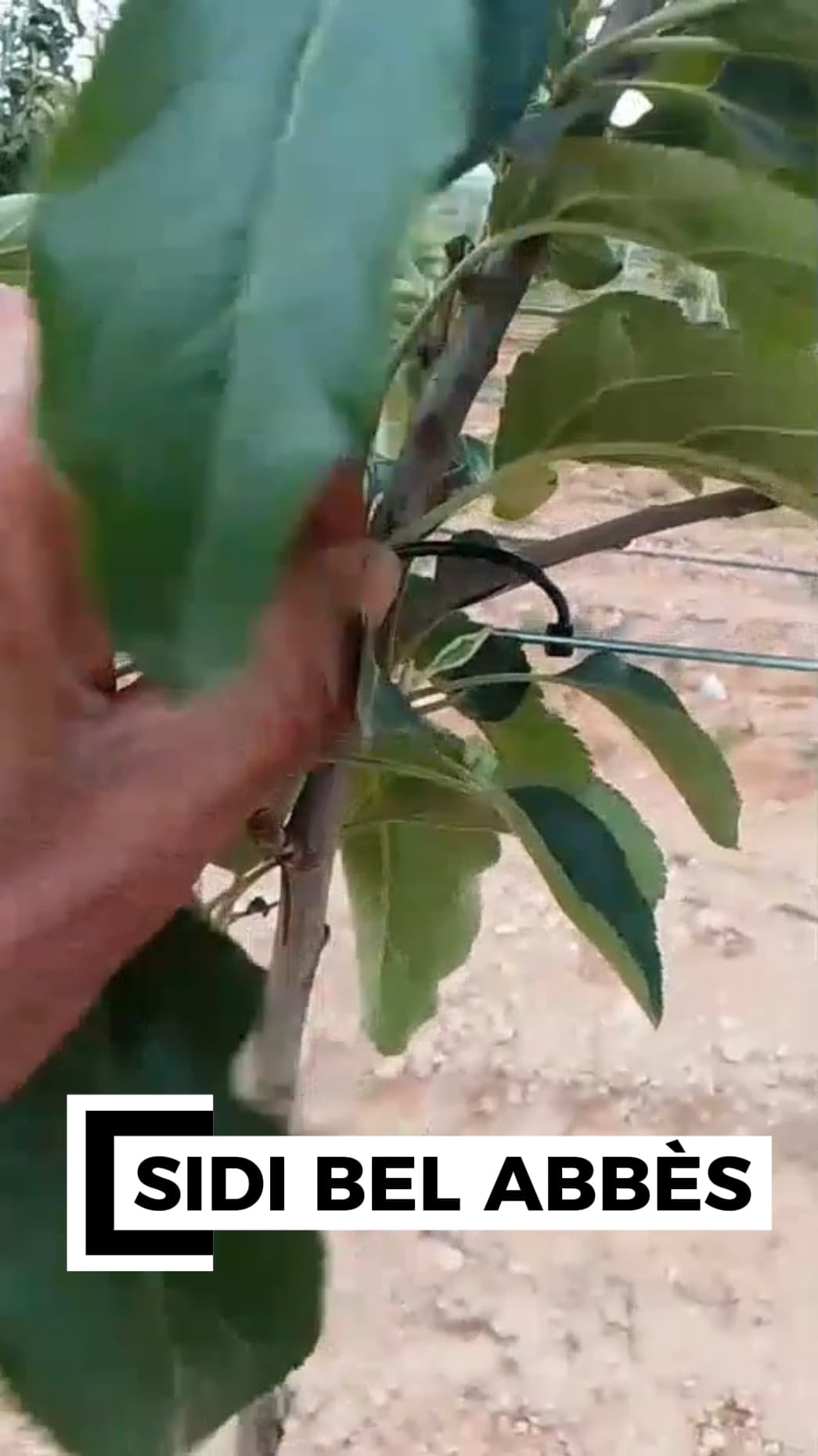 Attaches  arbres fruitiers L10 cm (2000 pièces)مثبتات الأشجار المثمرة طول 10سم ( 2000حبة) 4