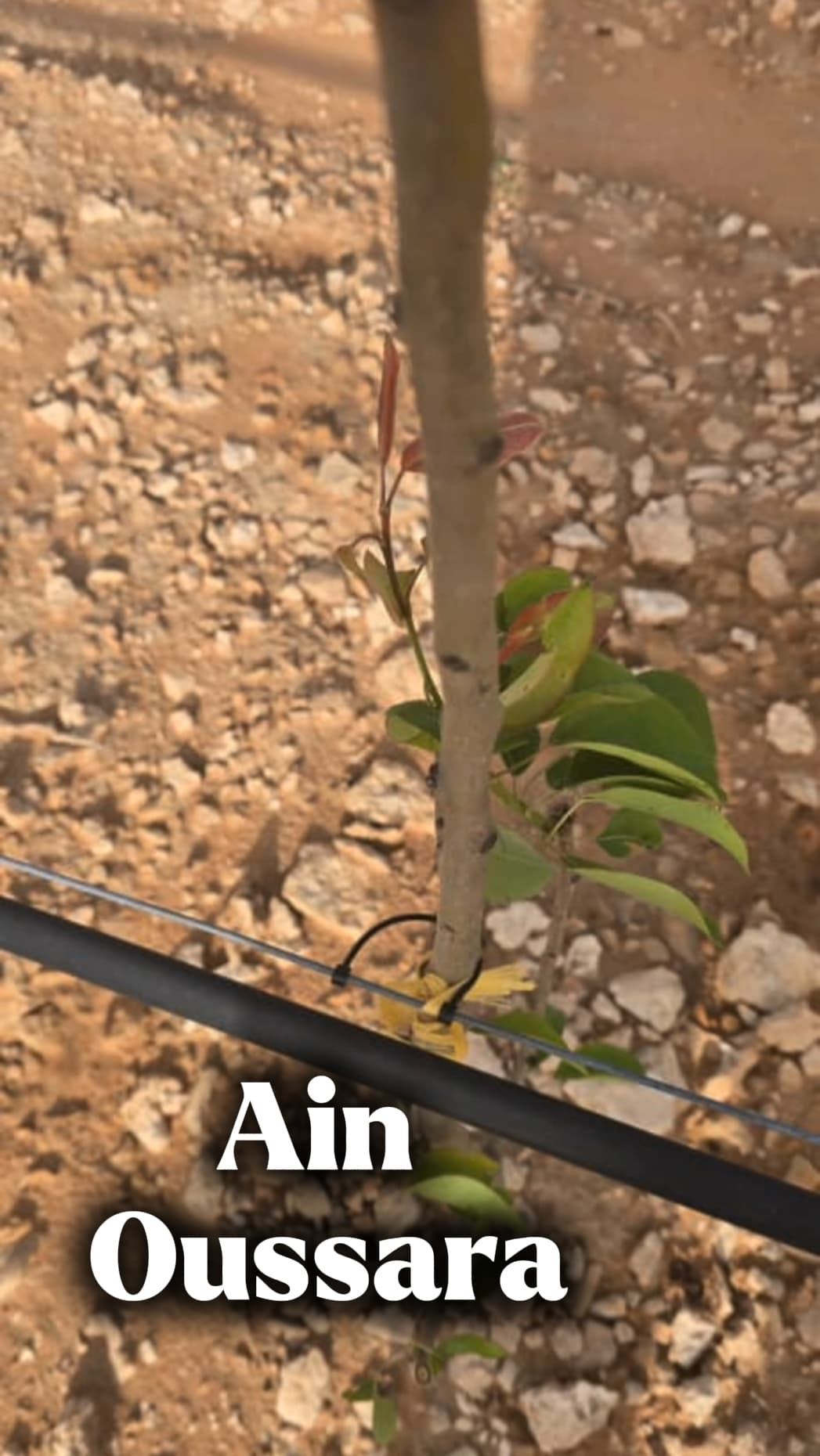 Attaches  arbres fruitiers L10 cm (2000 pièces)مثبتات الأشجار المثمرة طول 10سم ( 2000حبة) 3