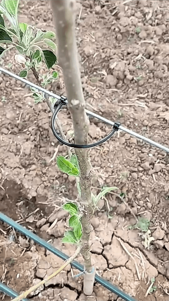 Attaches pour palissage arbres fruitiers L10 cm (2000 pièces)روابط الأشجار ط 10سم
